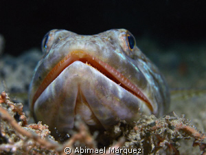 Close encounter face to face with a Sandiver, no cropping... by Abimael Márquez 